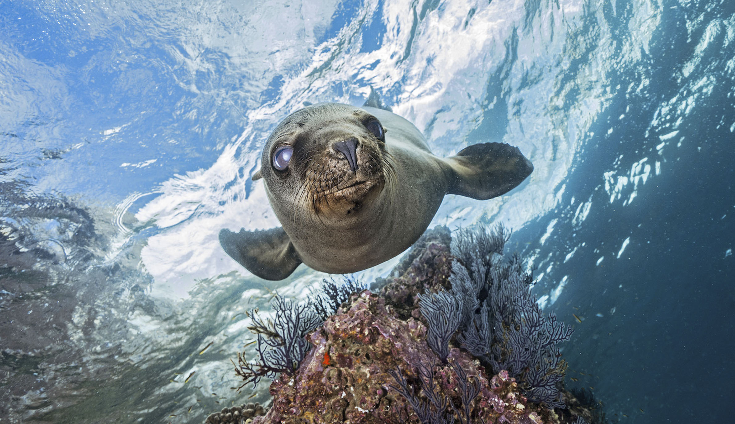 水中を泳ぎながらカメラを見つめるアザラシ