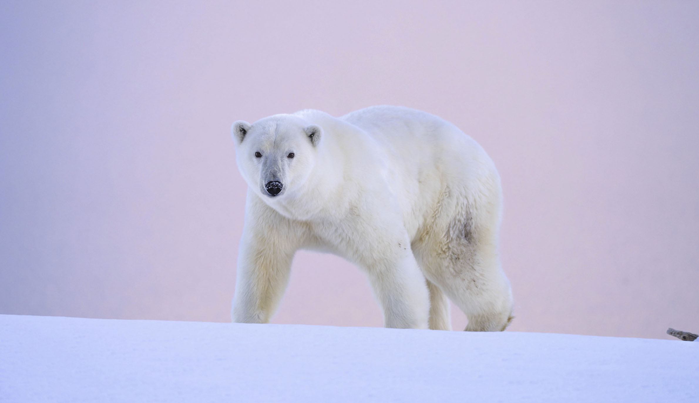 ピンクの地平線に現れたホッキョクグマ