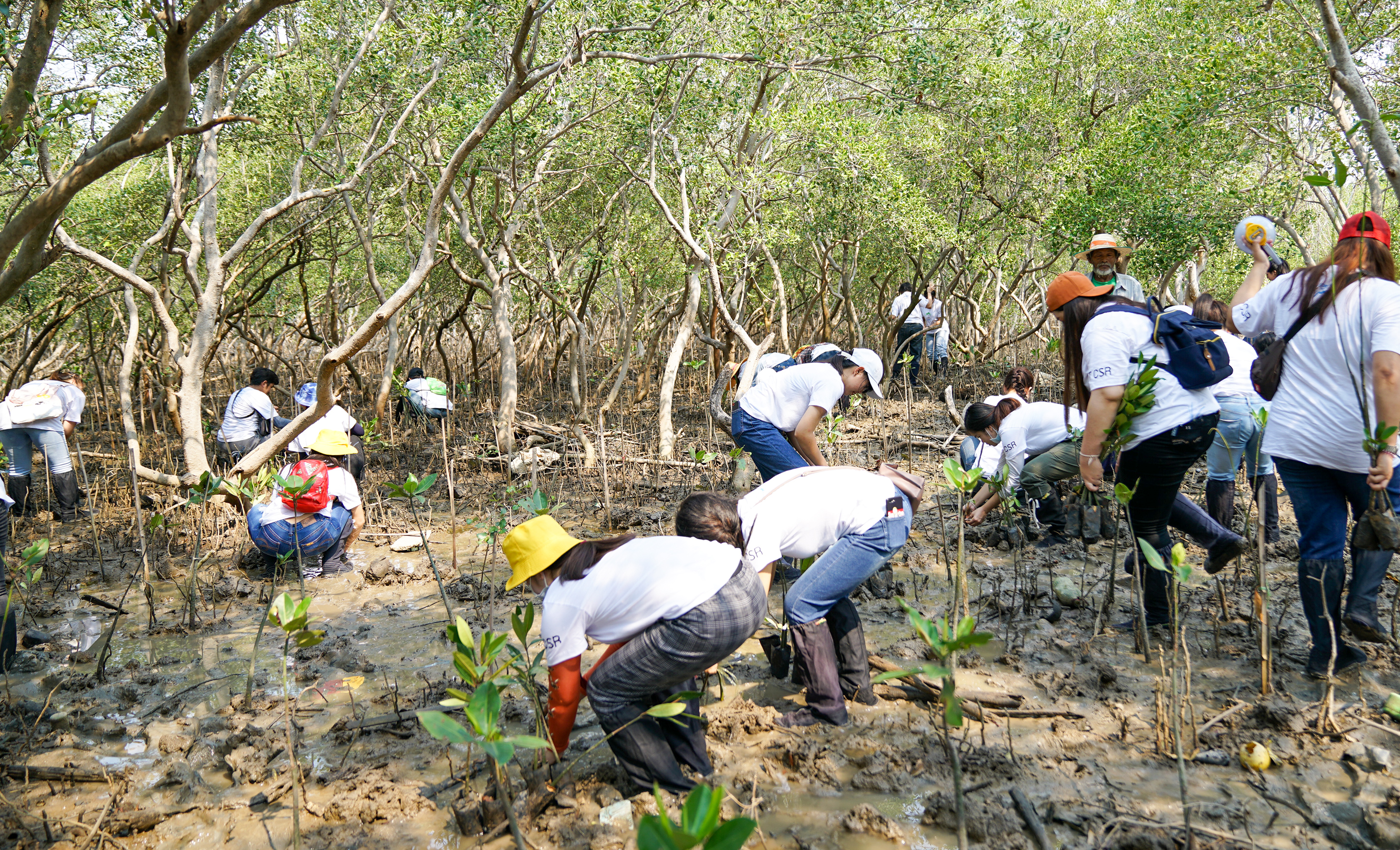 マングローブの林のなかで植林をする人々