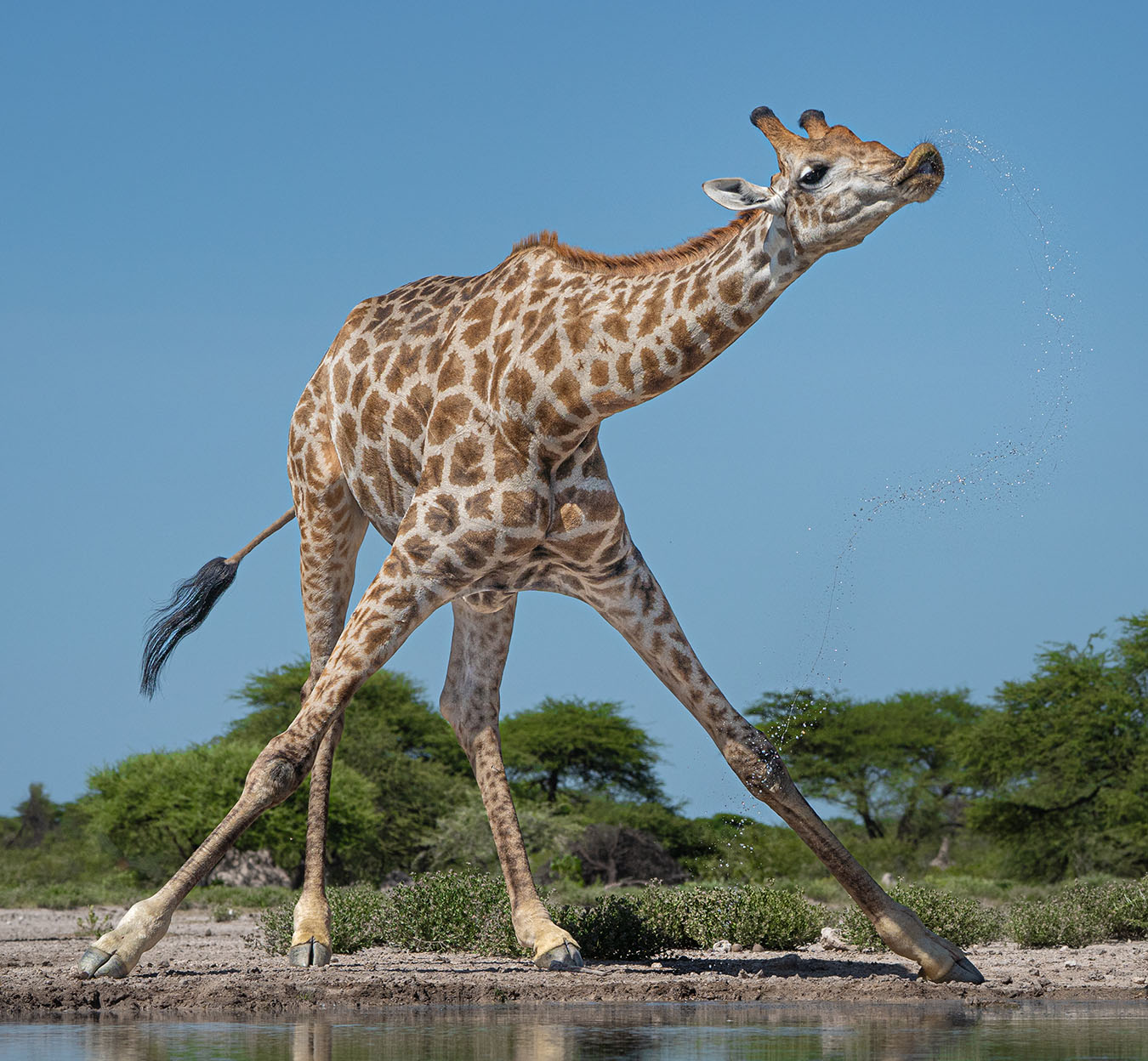 A giraffe drinks water while standing with its front legs spread apart.