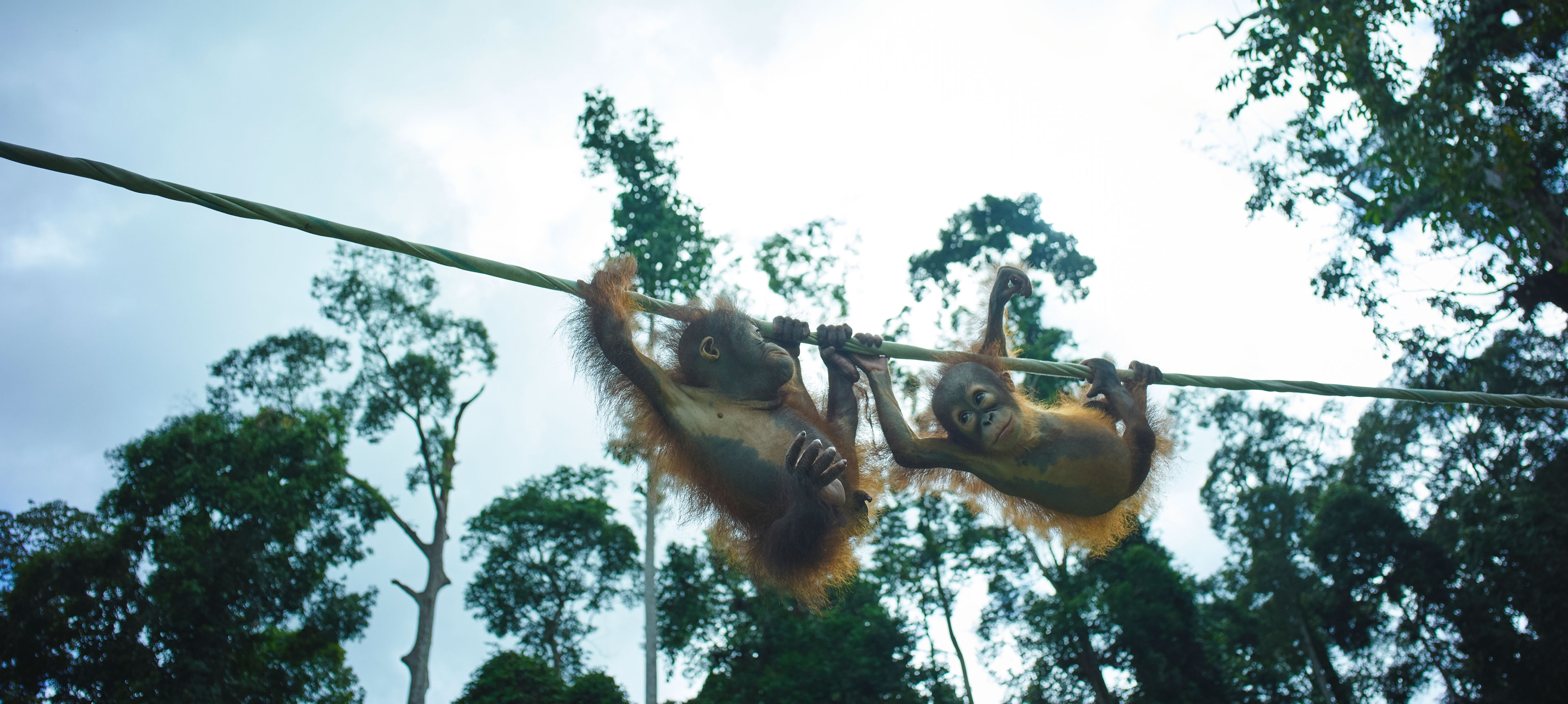 A photograph of orphaned orangutans crossing a tightrope taken on Borneo Island.