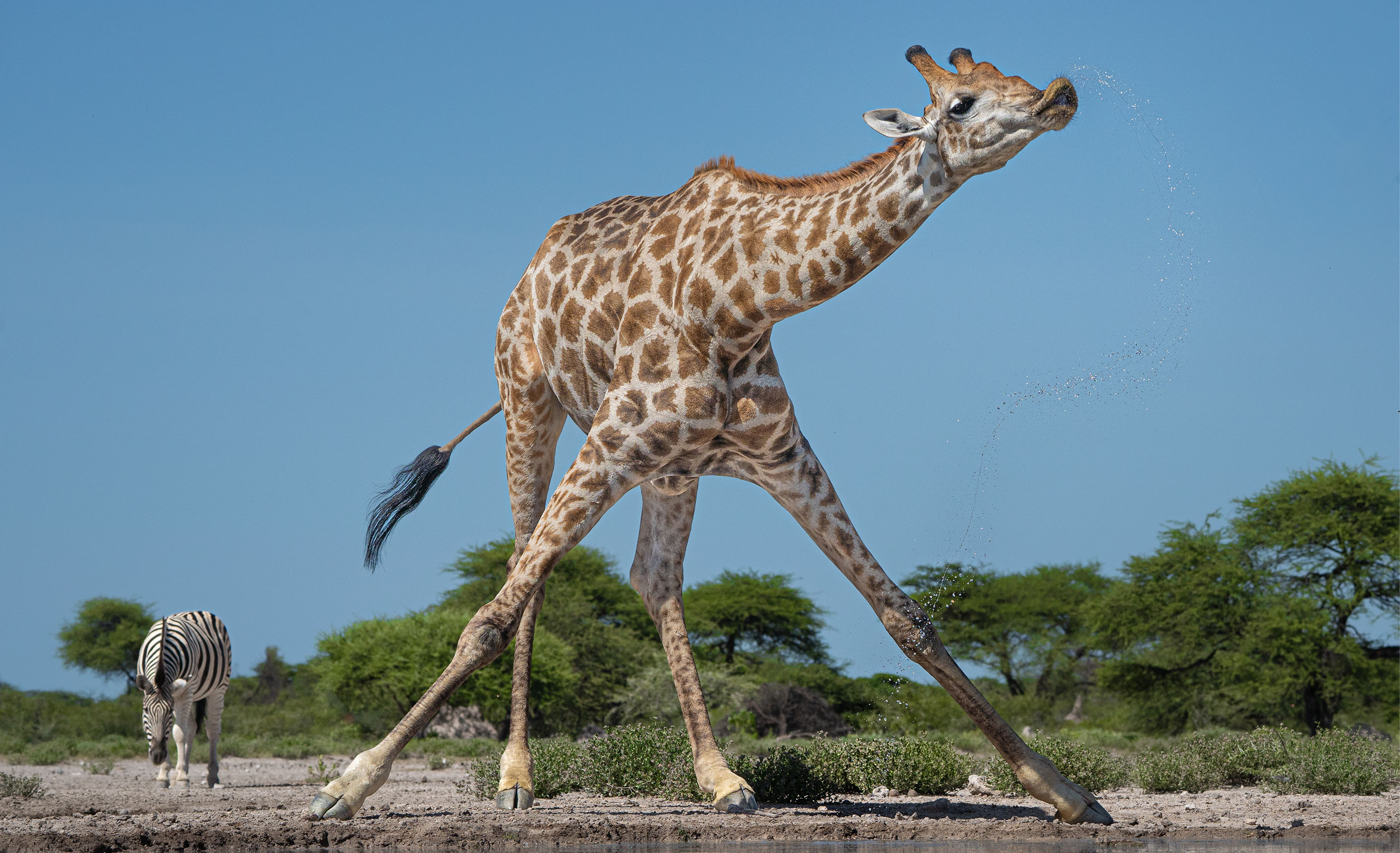 A giraffe drinks water while standing with its front legs spread apart.