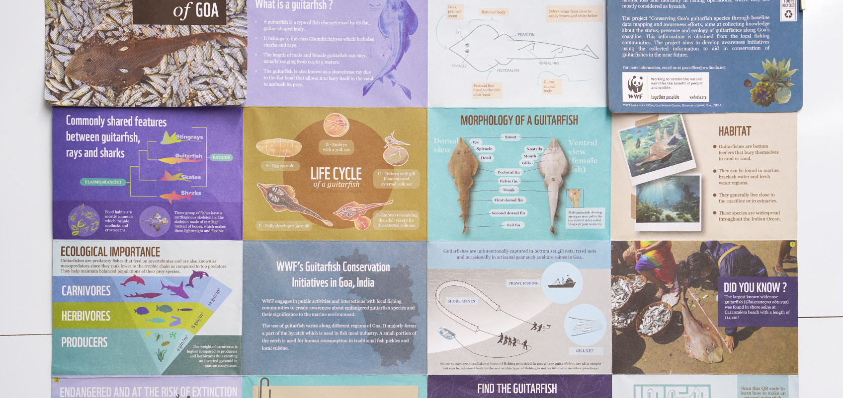 Various illustrations on the ecology of guitarfish and to promote their conservation