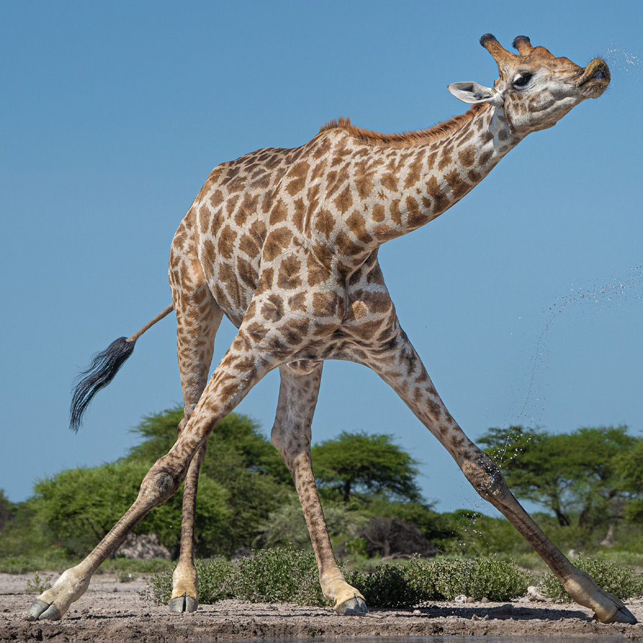 A giraffe drinks water while standing with its front legs spread apart.